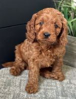 Cavapoo Puppies For Sale