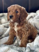 Cavapoo Puppies for sale in Sioux Falls, South Dakota. price: NA