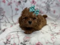 Tender-female f2 cavapoo