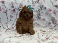Tender-female f2 cavapoo
