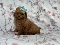 Tender-female f2 cavapoo