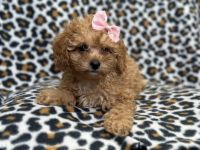 Cavapoo Puppies for sale in Lakeland, Florida. price: $1,495