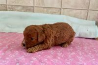 Cavapoo Puppies for sale in Atomic City, Idaho. price: $2,050