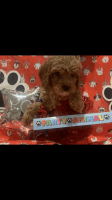 Cavapoo Puppies for sale in Waldorf, MD, USA. price: $1,400