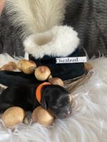 Perfect Cavapoo Puppies