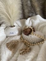 Perfect Cavapoo Puppies