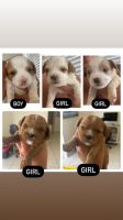 Cavapoo Puppies for sale in Boynton Beach, Florida. price: $2,000