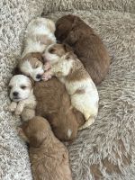 Puppies Cavapoo
