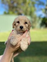 Cavapoo Puppies for sale in Maryborough, Queensland. price: $280,000