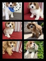 Cavapoo Puppies for sale in Richmond, Illinois. price: $1,850