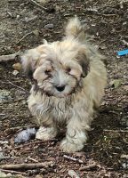 Havanese Puppies