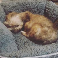 Male and female Maltipoo Puppies for Adoption