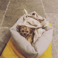 Male and female Maltipoo Puppies for Adoption