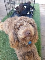 Preselling 7 cavoodle/ cavalier puppies