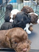 Preselling 7 cavoodle/ cavalier puppies