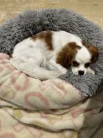 Caboodle X Shoodle Puppies Looking for their forever home