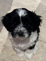 Caboodle X Shoodle Puppies Looking for their forever home