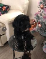 Toy Cavoodle