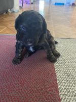 Tri-coloured cavoodle x