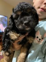 Tri-coloured cavoodle x