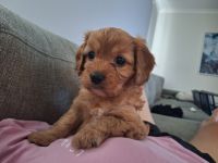 Cavoodle Puppies