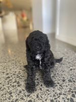 Cavapoo Puppies for sale in Macksville NSW 2447, Australia. price: $1,900