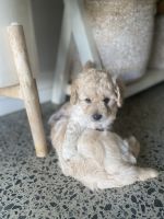 3 beautiful male cavoodles