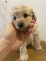 3 beautiful male cavoodles