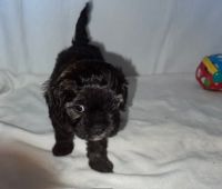 Toy cavoodle puppies first generation