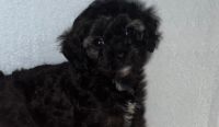 Toy cavoodle puppies first generation