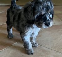 Toy cavoodle puppies first generation