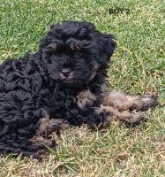 Cavapoo Puppies for sale in Cranbourne VIC 3977, Australia. price: $3,000