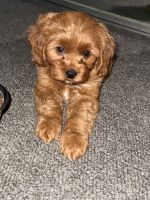 Cavoodle Female 9weeks
