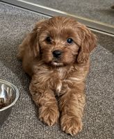 Cavoodle Female 9weeks