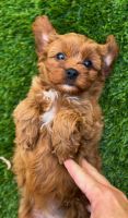 Cavoodle Female 9weeks