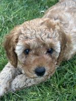 Cavapoo Puppies for sale in Adelaide SA, Australia. price: $2,500