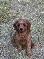 Cavoodle puppies