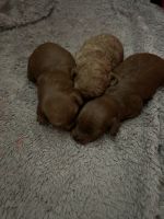 Cavoodle puppies