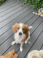 Cavoodle puppy 8 months old