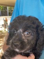 Cavapoo Puppies for sale in Lowood QLD 4311, Australia. price: $1,300