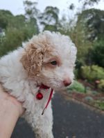TWO GORGEOUS MINI CAVOODLE PUPS