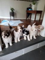 TWO GORGEOUS MINI CAVOODLE PUPS