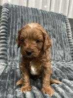 Cavoodle puppies