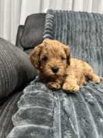 Cavoodle puppies