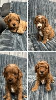 Cavapoo Puppies for sale in Numurkah VIC 3636, Australia. price: $2,000
