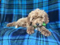 Carter-male cavapoo