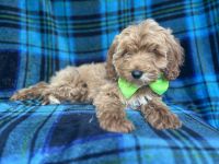 Carter-male cavapoo