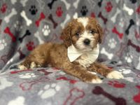 Cavapoo Puppies for sale in Lakeland, FL, USA. price: $1,195