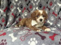 Judd-male cavapoo