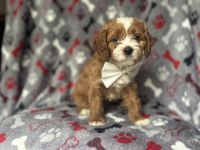 Judd-male cavapoo